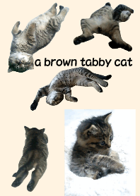 a brown tabby cat (for world)