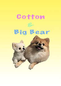 Cotton & Big bear