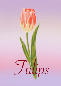 Flowers : Tulips
