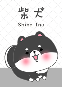 可愛寶貝黑柴犬 3