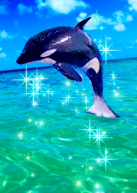 幸運の海 Orca オルカ シャチ　全体運上昇