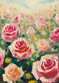 Beautiful rose flower(R4163)