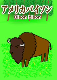 Bison bison