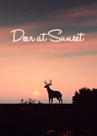Deer at Sunset .