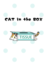 CAT in the BOX[Calico Cat]