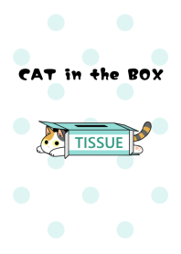 CAT in the BOX【三毛猫】