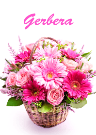 "Gerbera vol.8" theme