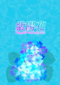 Hydrangea_2023