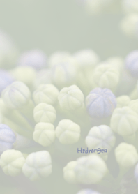Hydrangea Theme 5