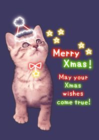 Pretty Christmas Cats ☆3 ＠冬特集