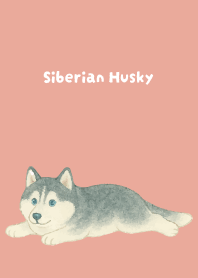 Round Siberian Husky on pink & blue