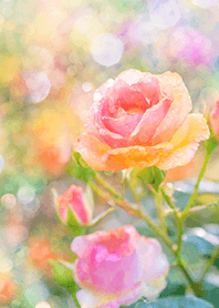 Beautiful rose flower(R1510)