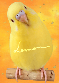budgerigar Lemon