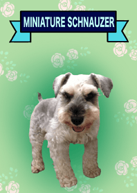 My lovely dog: Prince Kaiser