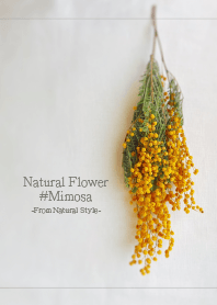Natural flowers #mimosa