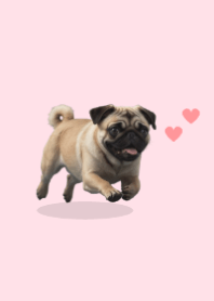 Tema Pug Lucu 2 Pink 05