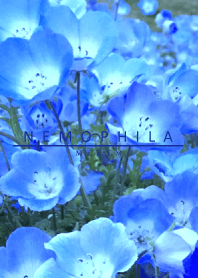 NEMOPHILA-Flower 9