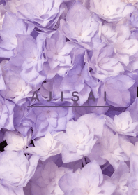 AJISAI-Purple Flower 19