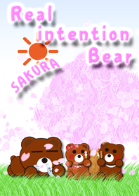 Real intention Bear SAKURA