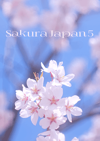 Sakura Japan 5