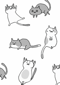 A carefree cat1