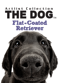 THE DOG Flat-Coated Retriever
