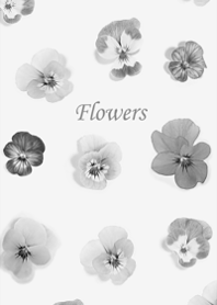 Pretty blooming viola florets15.