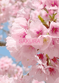 Spring is almost here. SAKURA.32