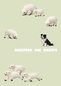 牧羊犬與羊的日常