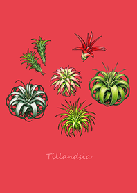 ต้นไม้อากาศที่สวยงาม(สีแดงสด)