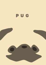 Pug fawn