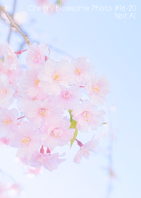 CherryBlossoms Photo#16-20Not AI