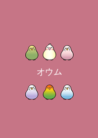 我養的小鸚鵡(玫瑰霧粉)