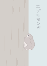 Pteromys volans orii