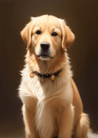 Golden Retriever   c49942