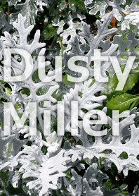 Dusty Miller-クシロタエギク