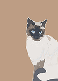 Siamese cat m