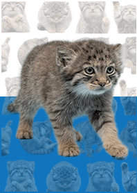 嬰兒曼努爾貓 白藍色