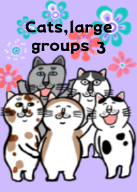 Cats, large groups 3