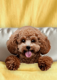 Fun Cotton Blanket-Red Poodle 1F