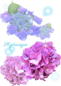 Blue Hydrangea!