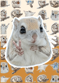 Ezo flying squirrel Light Brown