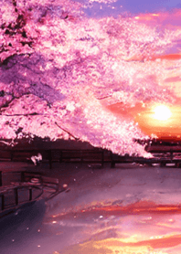 当樱花开花＃baa010。
