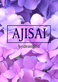 AJISAI hydrangea purple