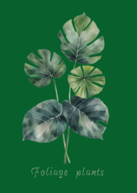 Elegant foliage plant(forest green)