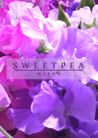 SWEET PEA-PURPLE 19