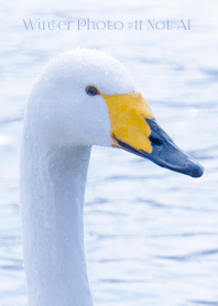 Winter Photo #11-21 Not AI