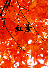 The Japanese Maple