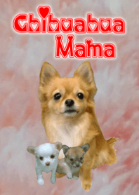Chihuahua de mãe e filha ☆Uma foto