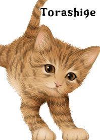 Torashige Cute Tiger cat kitten